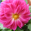Dahlia 'Hello Rose'