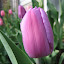 Tulip - Purple Flag