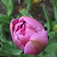 Tulip - Blue Diamond