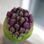 Allium - Purple Sensation 