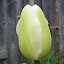 Tulip - Maureen 