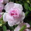 Impatiens 'Appleblossom'