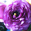 Ranunculus