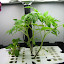 ceae's Aero Seed Starting Tray garden