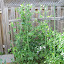 Snow Pea 'Ho lan dow'