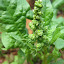 Spinach 'Bloomsdale Savoy'