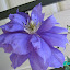Clematis 'Franziska Marie'