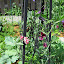 Sweet Pea 'Heirloom Mix' 
