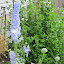 Delphinium 'Magic Fountains Sky Blue'