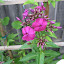 Phlox 'Nicky'