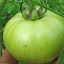 Tomato 'Pink Ponderosa'