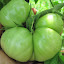 Tomato 'Persimmon'