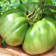 Tomato 'Brandywine'