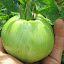 Tomato 'Big Rainbow'