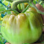 Tomato 'Sylvan Gaume'
