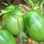 Tomato 'Black Plum' 
