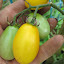 Tomato 'Ildi'
