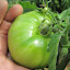 Tomato 'Black Zebra'