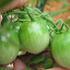 Tomato 'Green Grape'