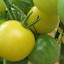 Tomato 'Snow White'