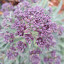 Broccoli 'Rudolph' 