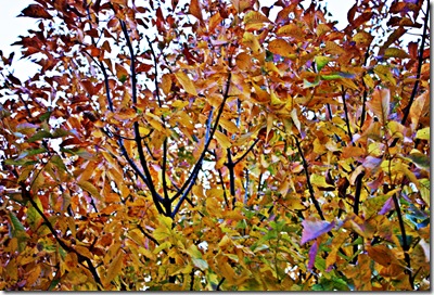 IMG_4121