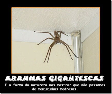 aranhas