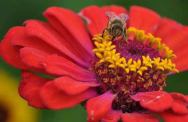 [walking on the flower[3].jpg]