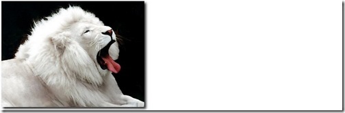 lionHeader lionHeader