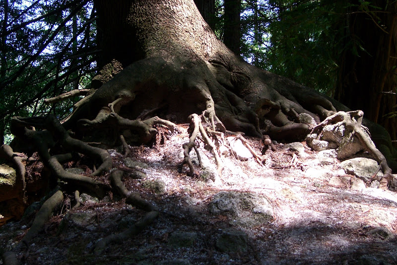 Roots.