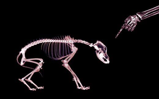 (31)HD-X-Ray-View-Desktop-Wallpaper-pet (31)HD-X-Ray-View-Desktop-Wallpaper-pet
