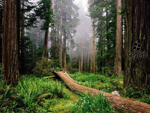 Windows 7 HD Wallpapers - High Quality Green Wood: Cool Natural Windows 7