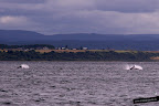 Delfines en Inverness Delfines en Inverness