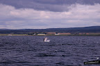 Delfines en Inverness