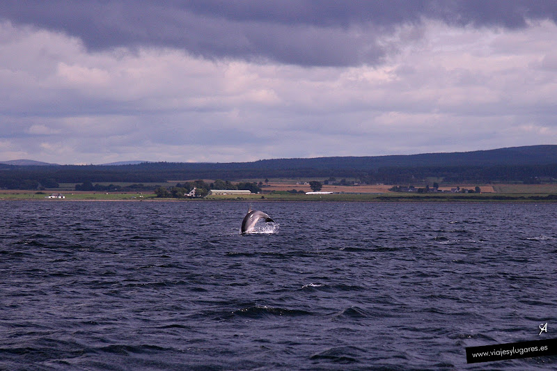 Delfines en Inverness Delfines en Inverness