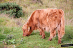 Plockton