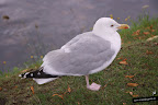 Esta gaviota s&iacute; puede pedir comida a los turistas, incluso tomarla al descuido