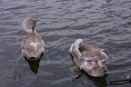 Hyde Park. Londres