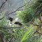White-bellied Sea Ealge