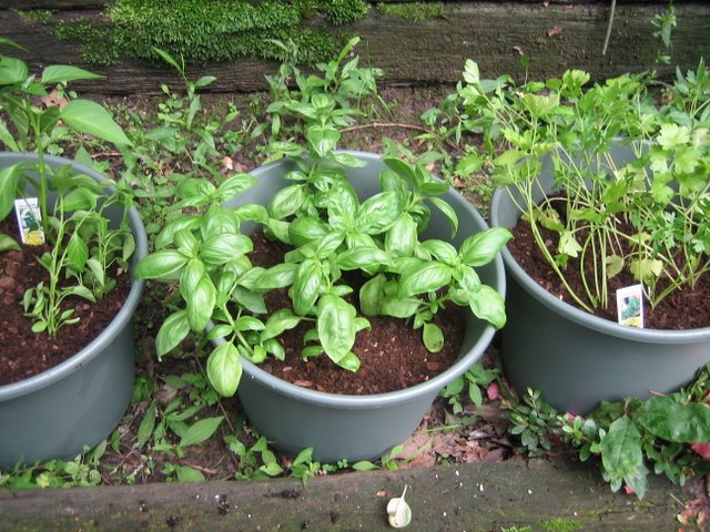 Basil