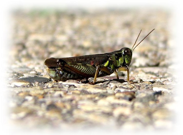 [grasshopper15.jpg]