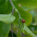 ladybeetle