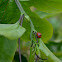 ladybeetle