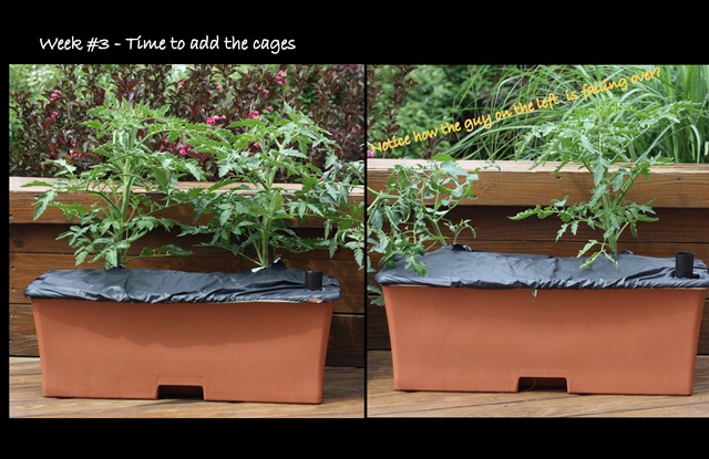 [Earthbox2[6].jpg]