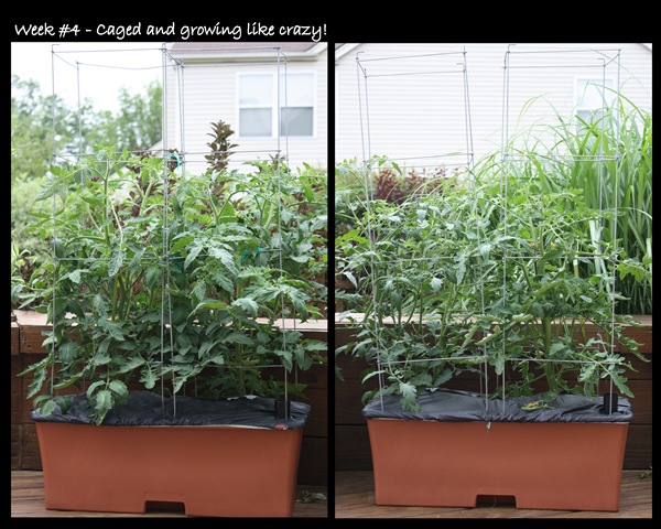 [Earthbox3[4].jpg]