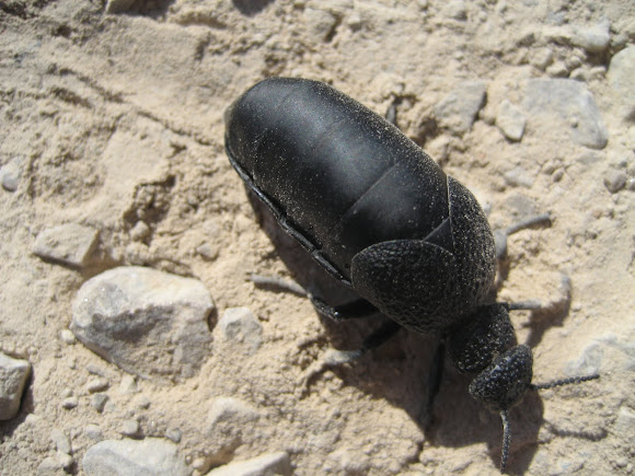 Spotting Image 1