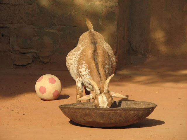 Pygmy goat eating.