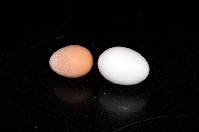 [it's an egg! 080210  (13)[2].jpg]