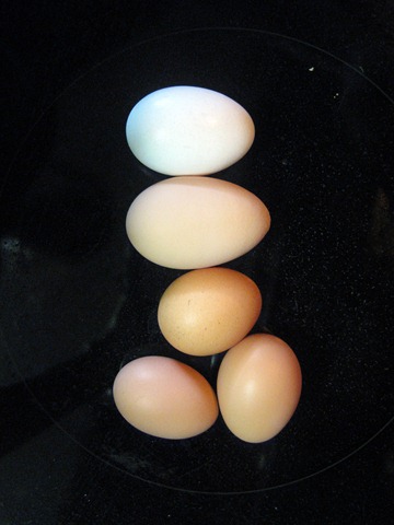 [eggs 007[3].jpg]