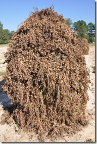 peanut stacks 100410 (13)